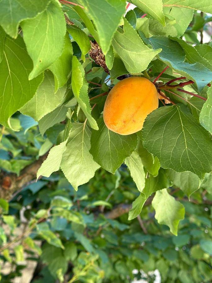 Ferienhaus für 3 Personen, mit Garten und Ausblick - 1