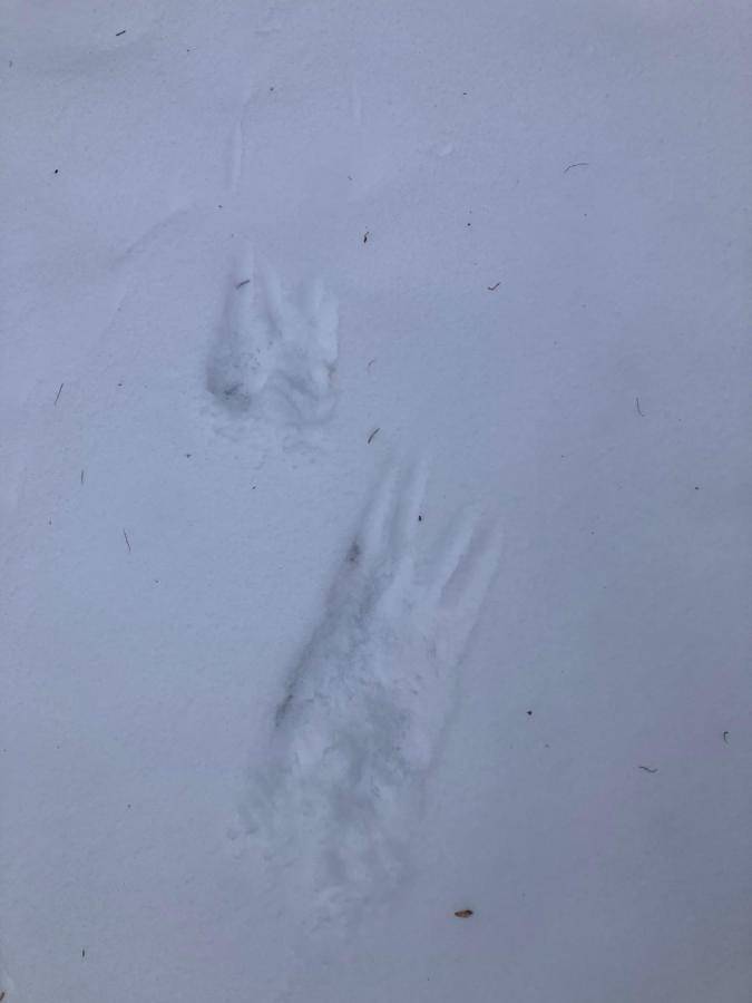 Ferienhaus für 4 Personen, mit Ausblick und Garten in Stadtkyll - 3