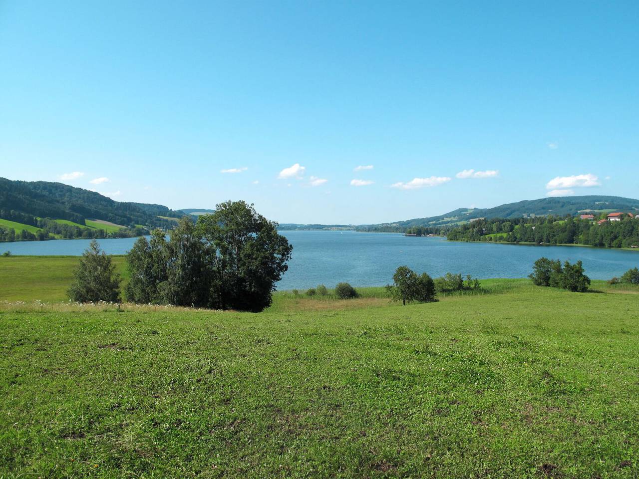 Mondsee 605 - Fichte 605.1 in Oberwang, Bezirk Vöcklabruck