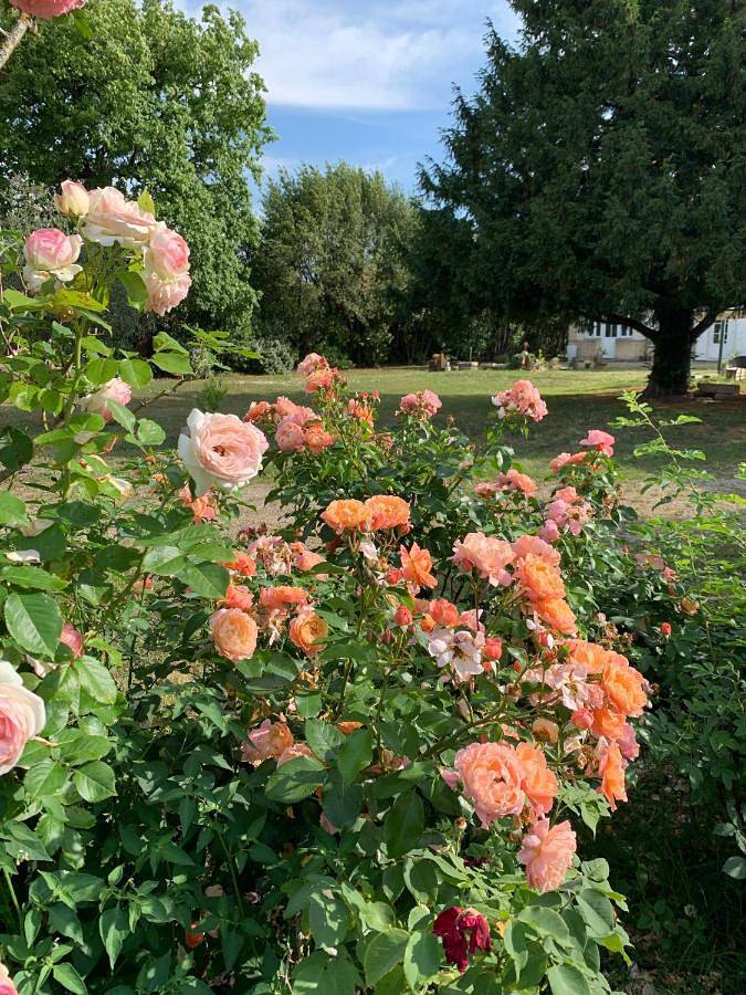 Location de vacances pour 4 personnes, avec vue ainsi que jardin et terrasse à Ambarès-et-Lagrave - 3