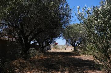 Camping für 5 Personen, mit Ausblick und Terrasse, mit Haustier auf Kreta