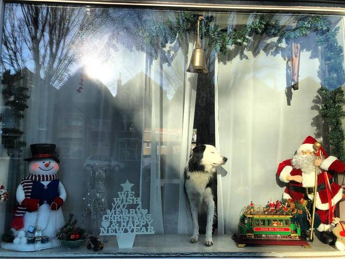 Chambre d’hôte pour 3 personnes, avec jardin, animaux acceptés à Vlissingen - 2