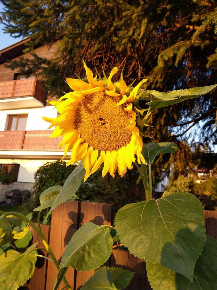 Ferienwohnung für 9 Personen, mit Garten und Balkon in Harrachov - 4
