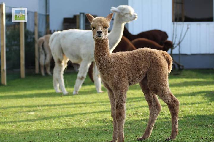 Ferienwohnung für 5 Personen, mit Terrasse