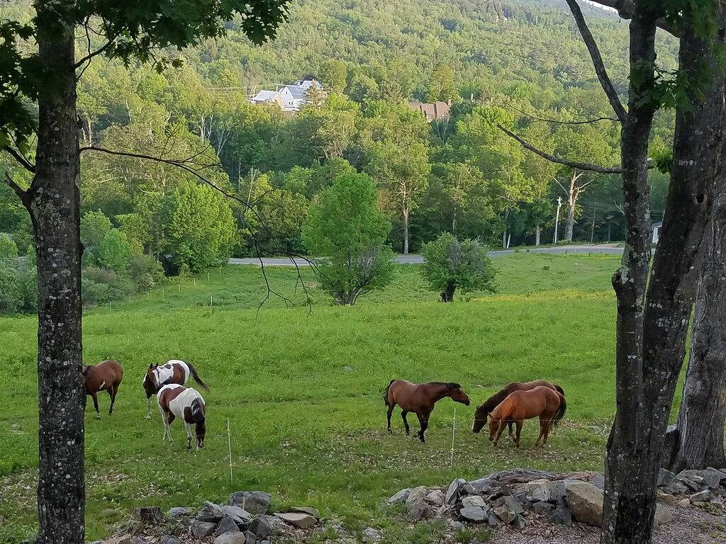 Mid Century Modern Black Chalet; Betäubung Ansichten / Fire Pit / Hot Tub in Jackson (NH), White Mountain National Forest
