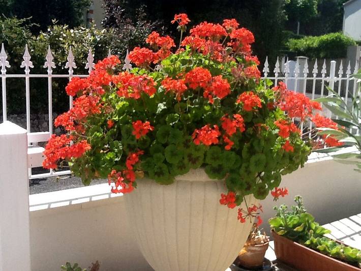 Chambre d’hôte pour 3 personnes en Charente-Maritime - 2