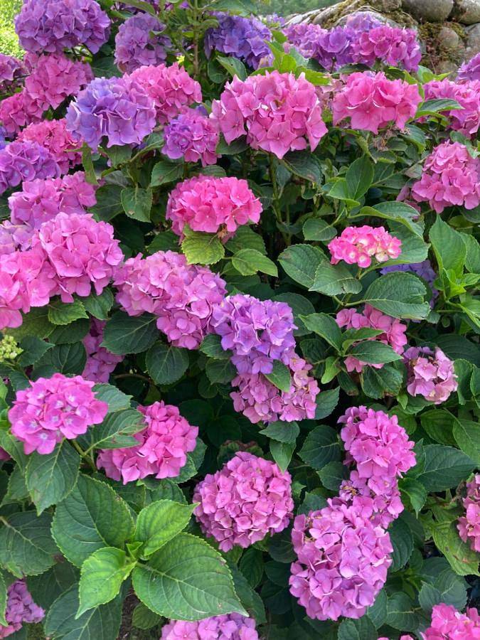 Location de vacances pour 4 personnes, avec piscine ainsi que jardin et vue à Saint-Pé-de-Bigorre - 3