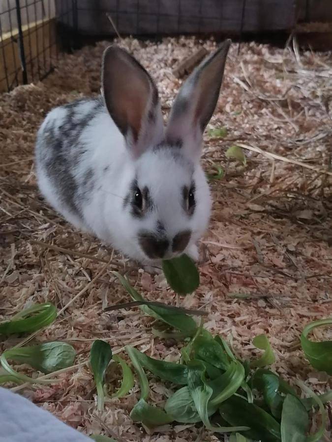 Gîte pour 4 personnes, avec vue ainsi que piscine et jardin à Gondrin - 3