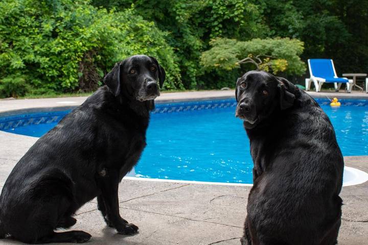 Chambre d’hôte pour 2 personnes, avec piscine et vue ainsi que jardin et terrasse à Niagara-on-the-Lake - 4