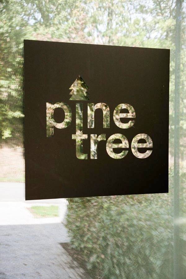 Pine Tree in Herbeumont, Région de Neufchâteau