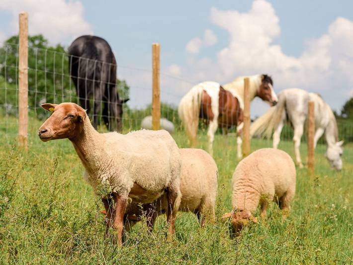 Bauernhof für 4 Personen, mit Balkon/Terrasse und Terrasse sowie Sauna in Rheinland-Pfalz - 2