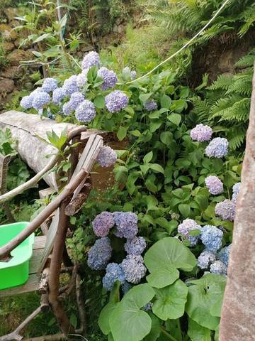 Gîte pour 4 personnes, avec terrasse et vue, animaux acceptés à Aubure