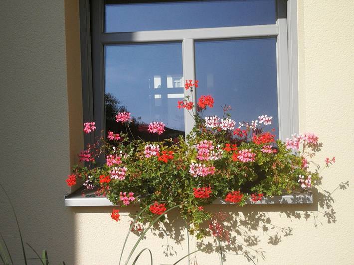 Ferienwohnung für 4 Personen, mit Garten in Elbe-Börde-Heide - 4