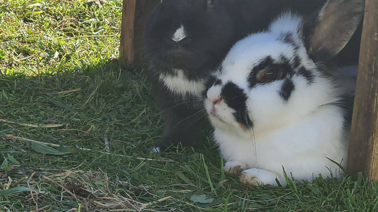 Ganze Ferienwohnung, Ferienwohnung für 4 Personen (80 m²) in Eisenbach in Suedlicher Schwarzwald, Eisenbach