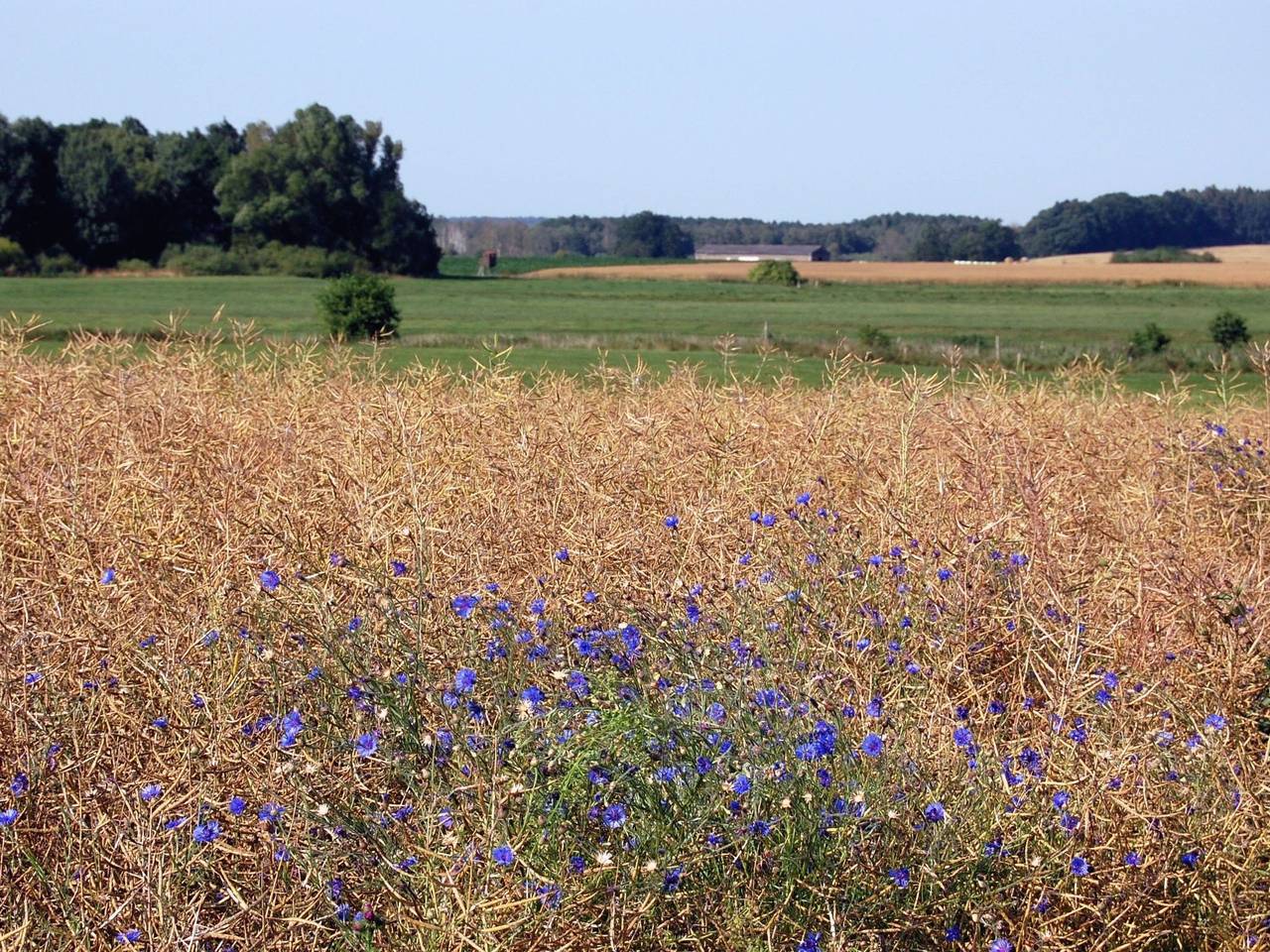 Ganze Wohnung, Pastor Hauswedel in Dummerstorf, Rostock und Umgebung