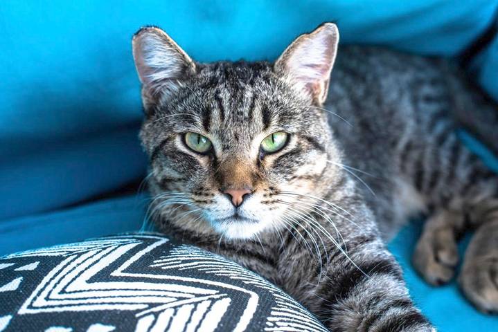 Maison d’hôte pour 4 personnes, avec jardin, animaux acceptés dans les Îles Baléares - 4