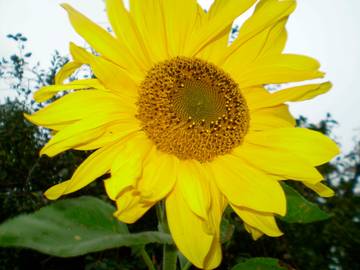 Ferienhaus für 6 Personen, mit Terrasse und Sauna sowie Garten in Burg auf Fehmarn und Umgebung