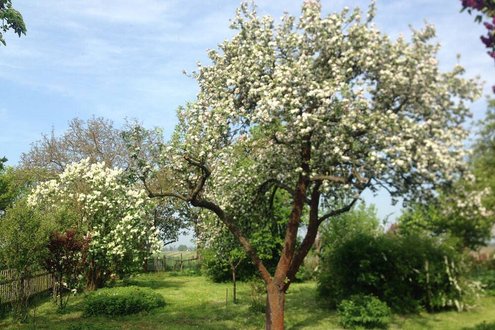 Ganze Wohnung, Ferienzimmer Apfelbaum auf dem Hollerhof-Oderbruch in Gusow-Platkow, Märkische Schweiz-Oderland