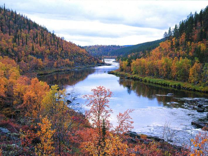 Karpalo in Taivalkoski