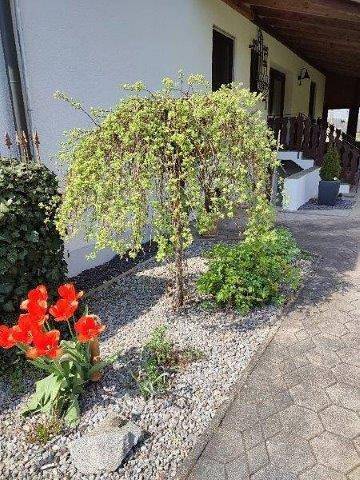 Ganze Wohnung, Gästewohnung Mühlstein - Gästewohnung mit Terrasse in Hohenthann, Ostbayern