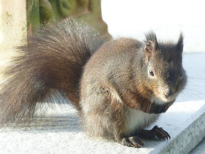 Ferienhaus für 2 Personen, mit Garten, mit Haustier in Goslar - 4
