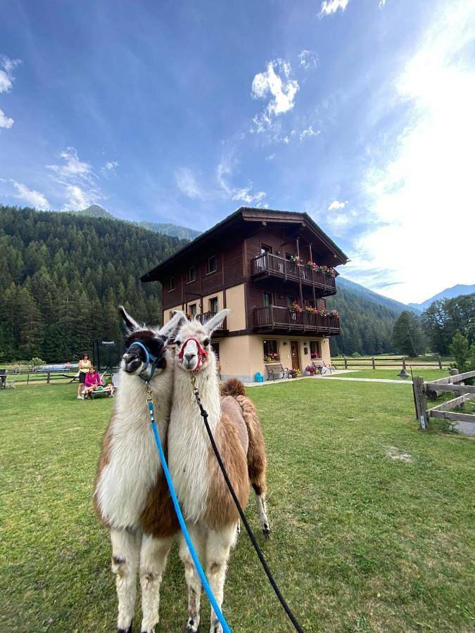 Location de vacances pour 4 personnes, avec vue et jardin à Champoluc - 2