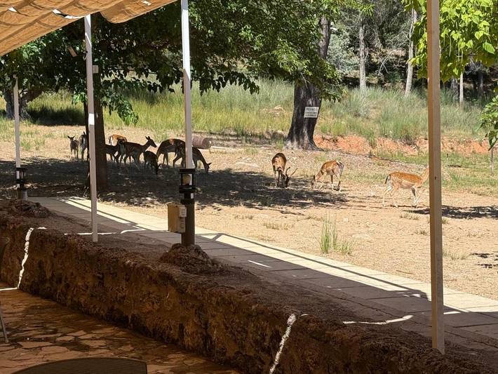 Apartamento de vacaciones para 6 personas, con vistas además de balcón y piscina en Sierra de Cazorla - 4