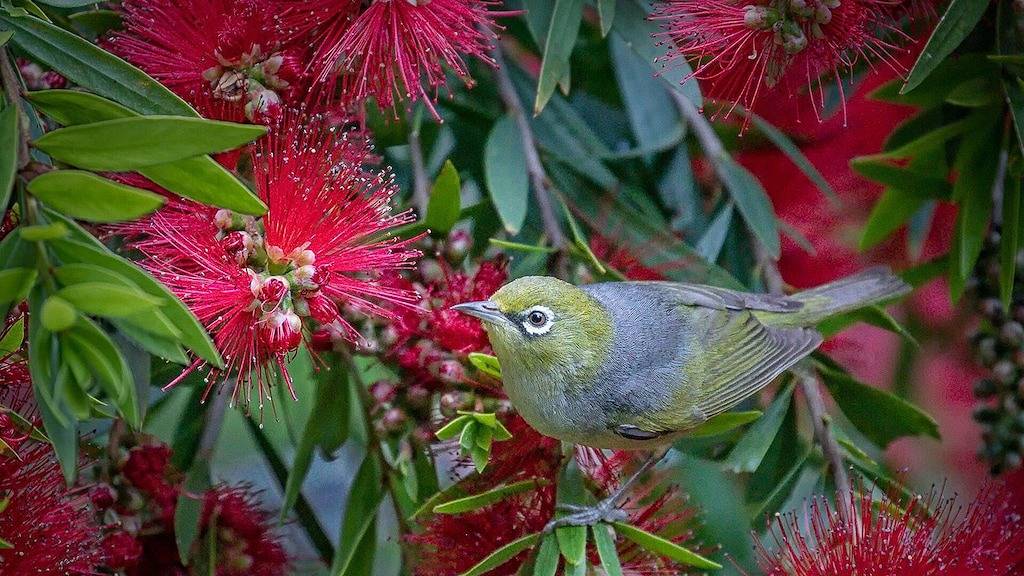 Ocean Magic - Kostenloses Wifi und Haustiere willkommen in Wye River, Colac Otway Shire