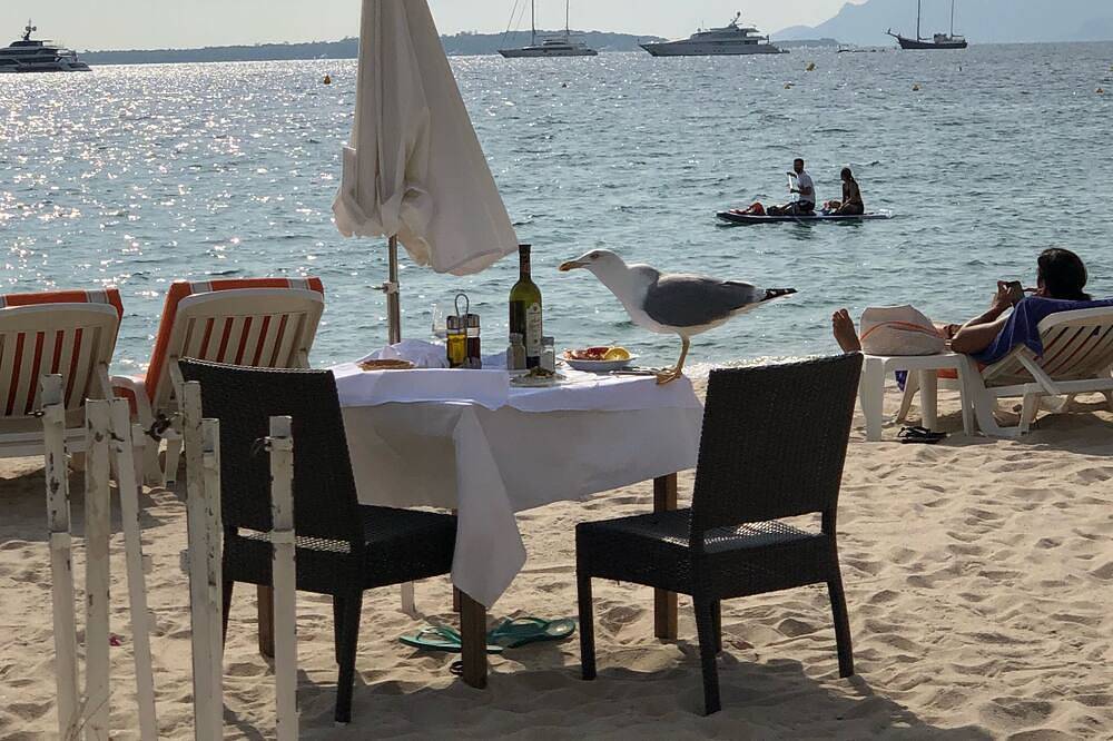 Appartement entier, Appartement front de mer jardin Cagnes sur Mer Côte d'azur<br> in Cros de Cagnes, Cagnes-sur-Mer