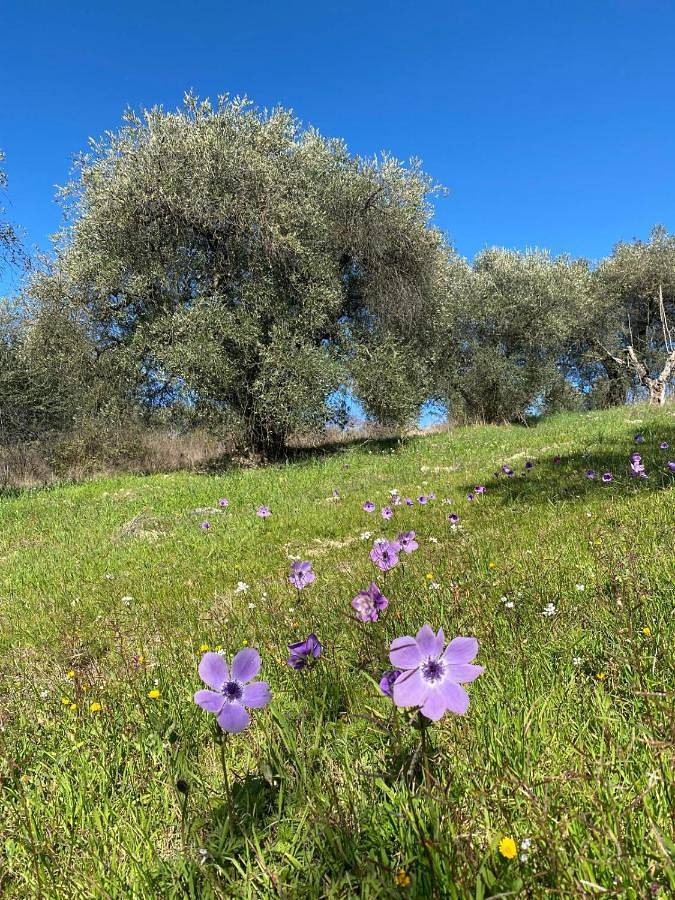 Appartamento per 4 persone, con animali domestici a Palombara Sabina