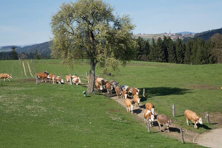 Bauernhof für 6 Personen, mit Sauna und Garten sowie Balkon in Passauer Land - 2