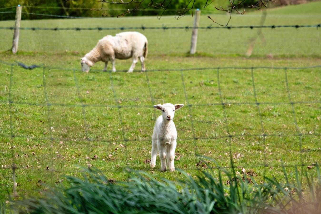 Entire holiday apartment, Hay and Hedgerow Glamping in Shropshire