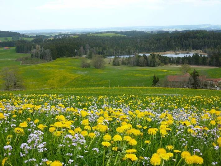 Bnb für 3 Personen, mit Balkon und Balkon/Terrasse sowie Terrasse und Garten im Allgäu - 4