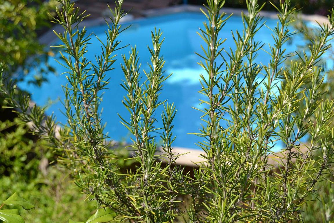 La Restanque Côte Bleue - Chambre Cigale in Sausset-les-Pins, Région d'Istres
