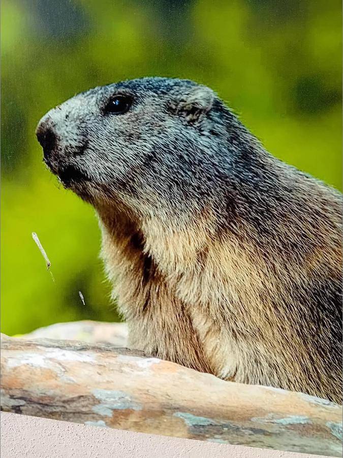 Gîte pour 4 personnes, avec vue et balcon dans Val d'Allos - Le Seignus - 2