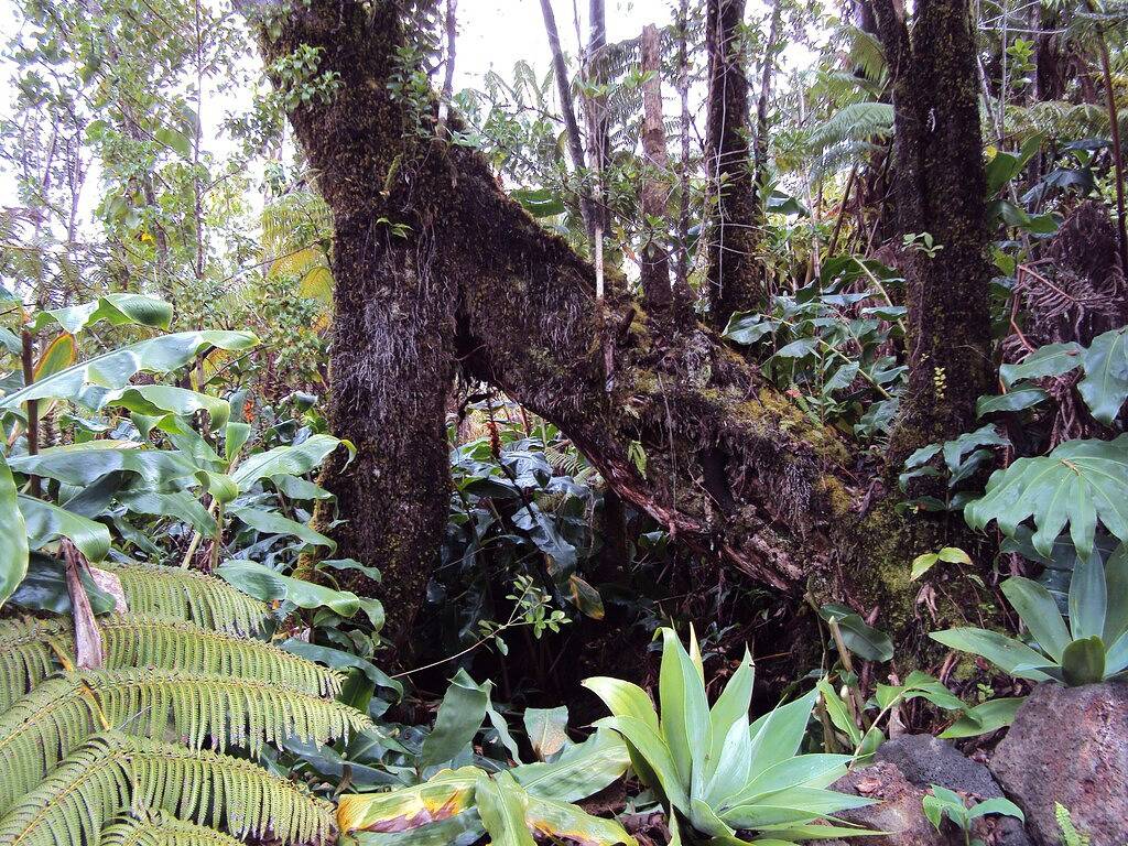Volcanoes Nationalpark Geöffnet! Private 3-Acre Estate, 3 Luxus-Suiten, Hot Tub in Royal Hawaiian Estates, Volcano