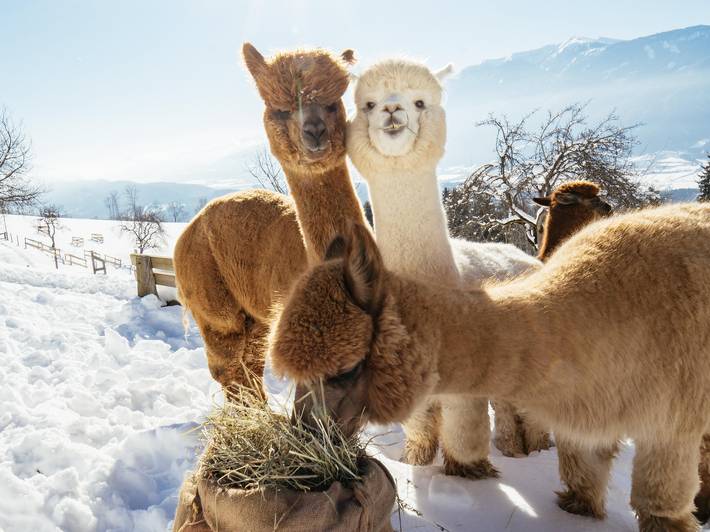 Bauernhof für 4 Personen, mit Ausblick und Garten sowie Seeblick, kinderfreundlich am Millstätter See