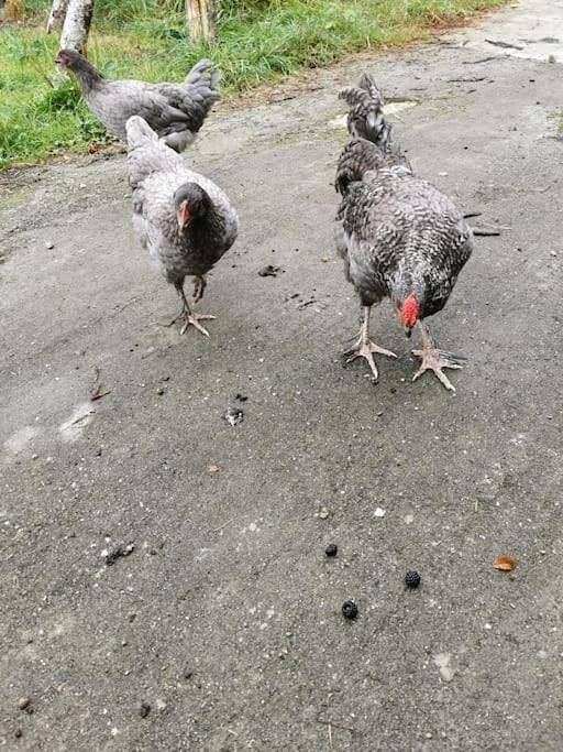 Gîte pour 7 personnes, avec jardin et jacuzzi, animaux acceptés à Pleine-Fougères - 2