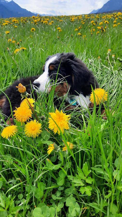 Maison d’hôte pour 4 personnes, avec vue et jardin à Alpbach - 3