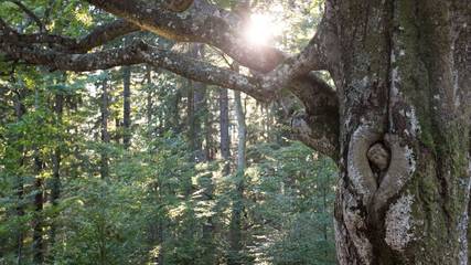 Ferienwohnung für 4 Personen in Furtwangen, Hochschwarzwald, Bild 2