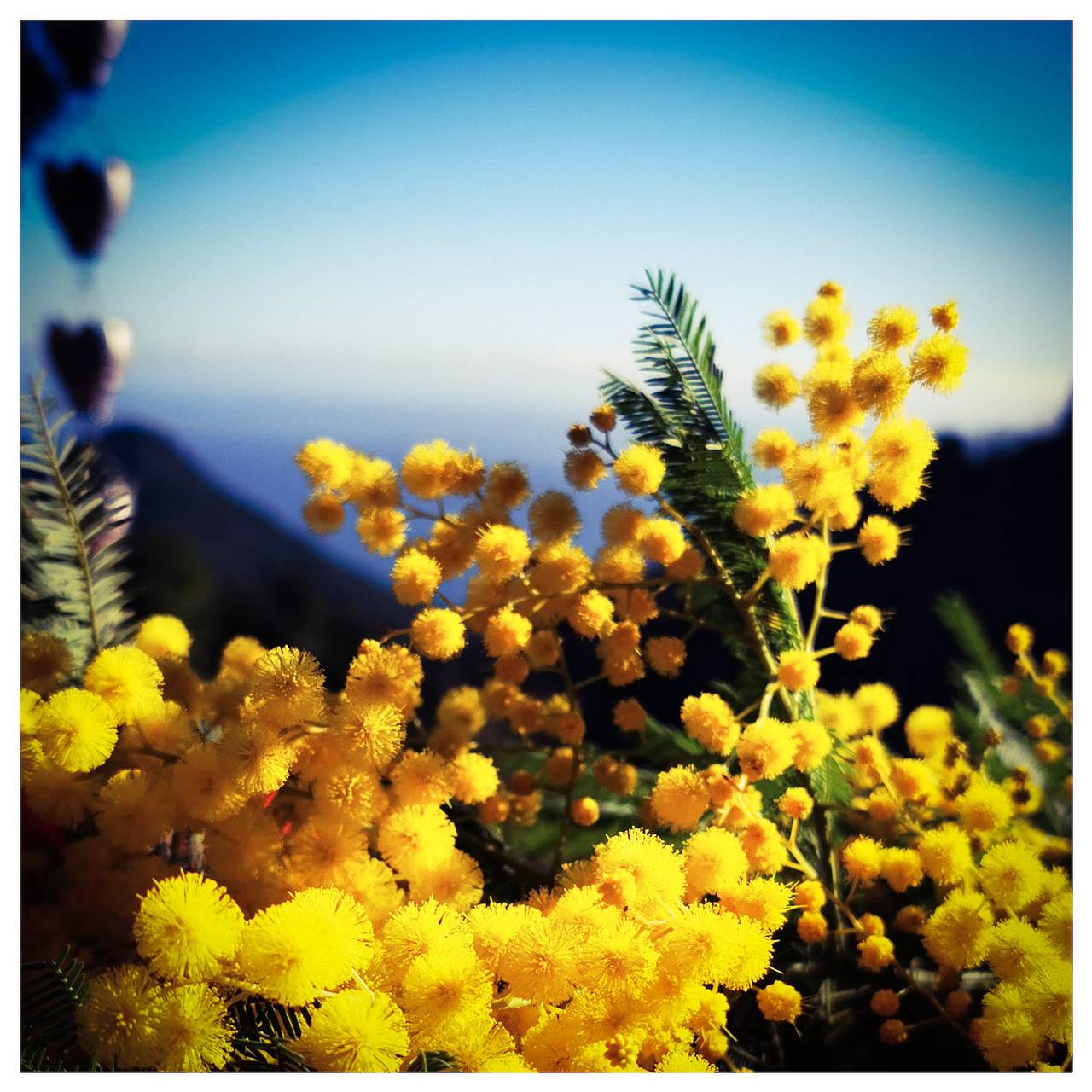 Cabane en bois pour 2 personnes avec vue sur l’océan in San-Martino-di-Lota, Cap Corse