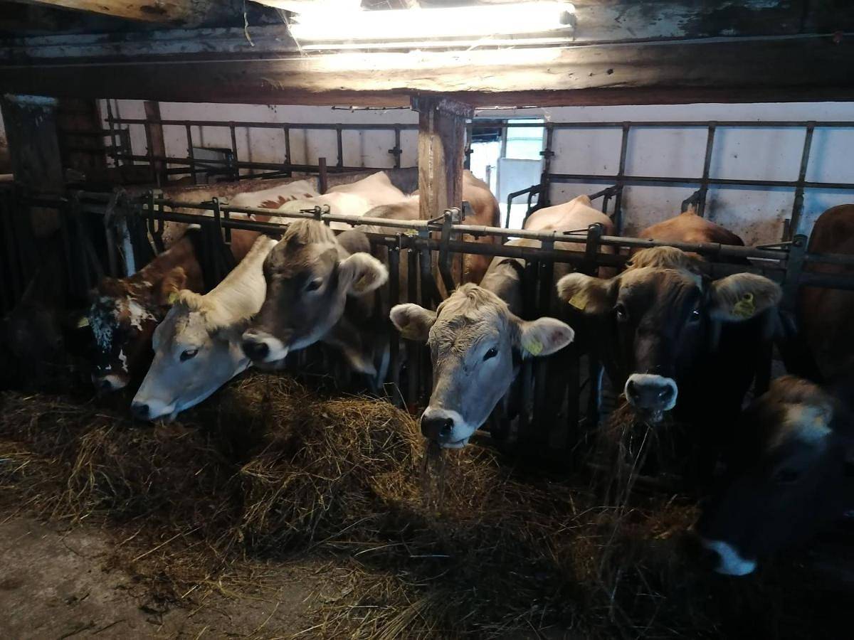 Ganze Wohnung, Familienbauernhof Imitz, Ferienwohnung in Spital am Pyhrn, Kirchdorf an der Krems (Bezirk)