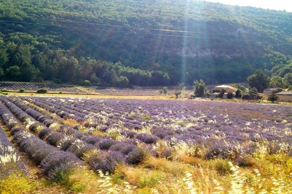 Provence ventoux sault in Sault, Parc naturel régional du Mont-Ventoux