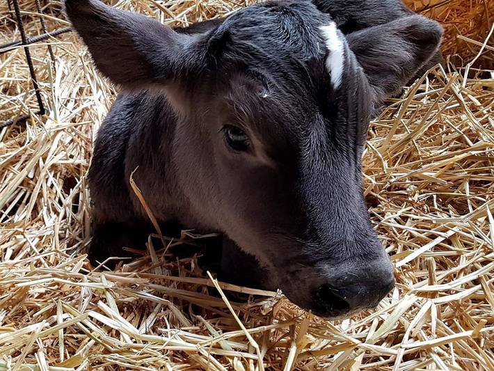 Bauernhof für 4 Personen, mit Terrasse an der Mosel - 3
