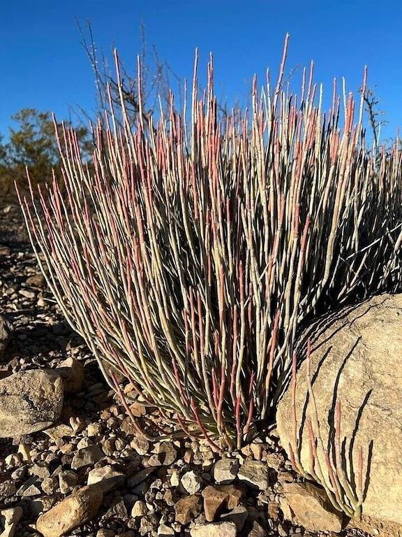 Vacation rental for 4 people, with terrace and yard in Alpine