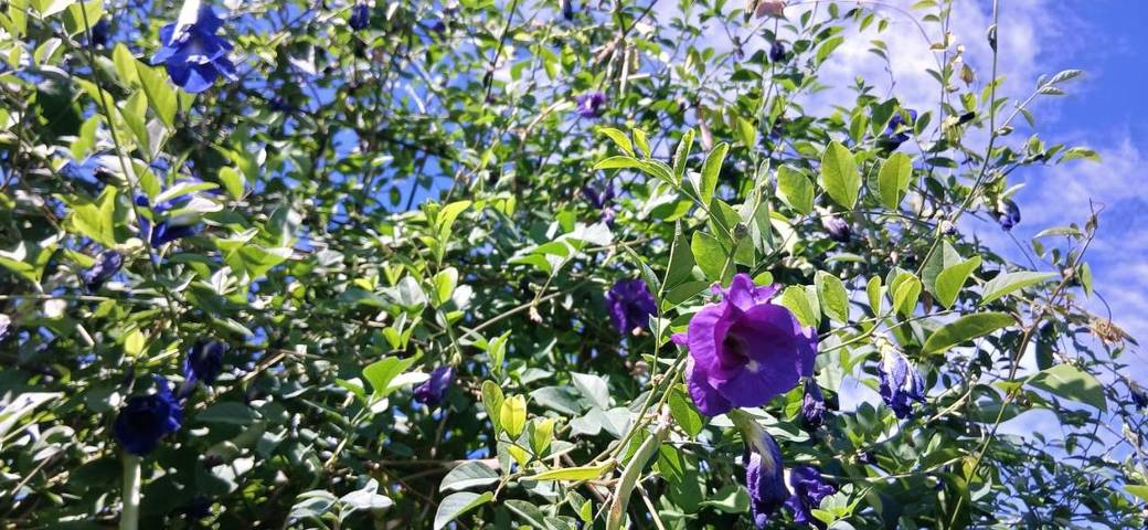 Location de vacances pour 3 personnes, avec jardin ainsi que piscine et vue dans Plage de Cluny - 3