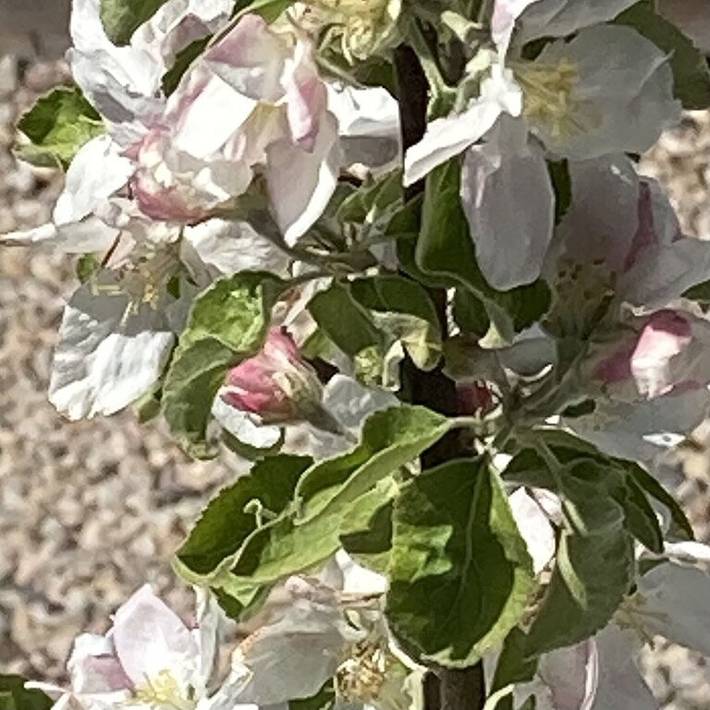 Gîte pour 2 personnes, avec jacuzzi et jardin à Provincetown - 4