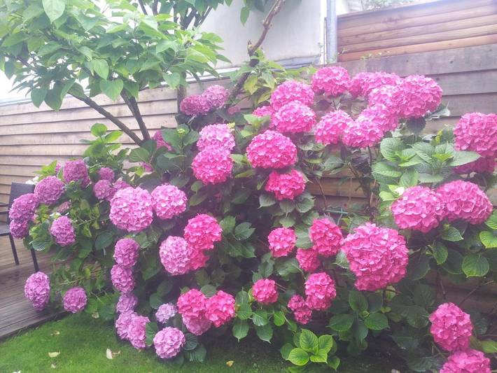 Chambre d’hôte pour 4 personnes, avec jardin sur l' Île de Ré - 4