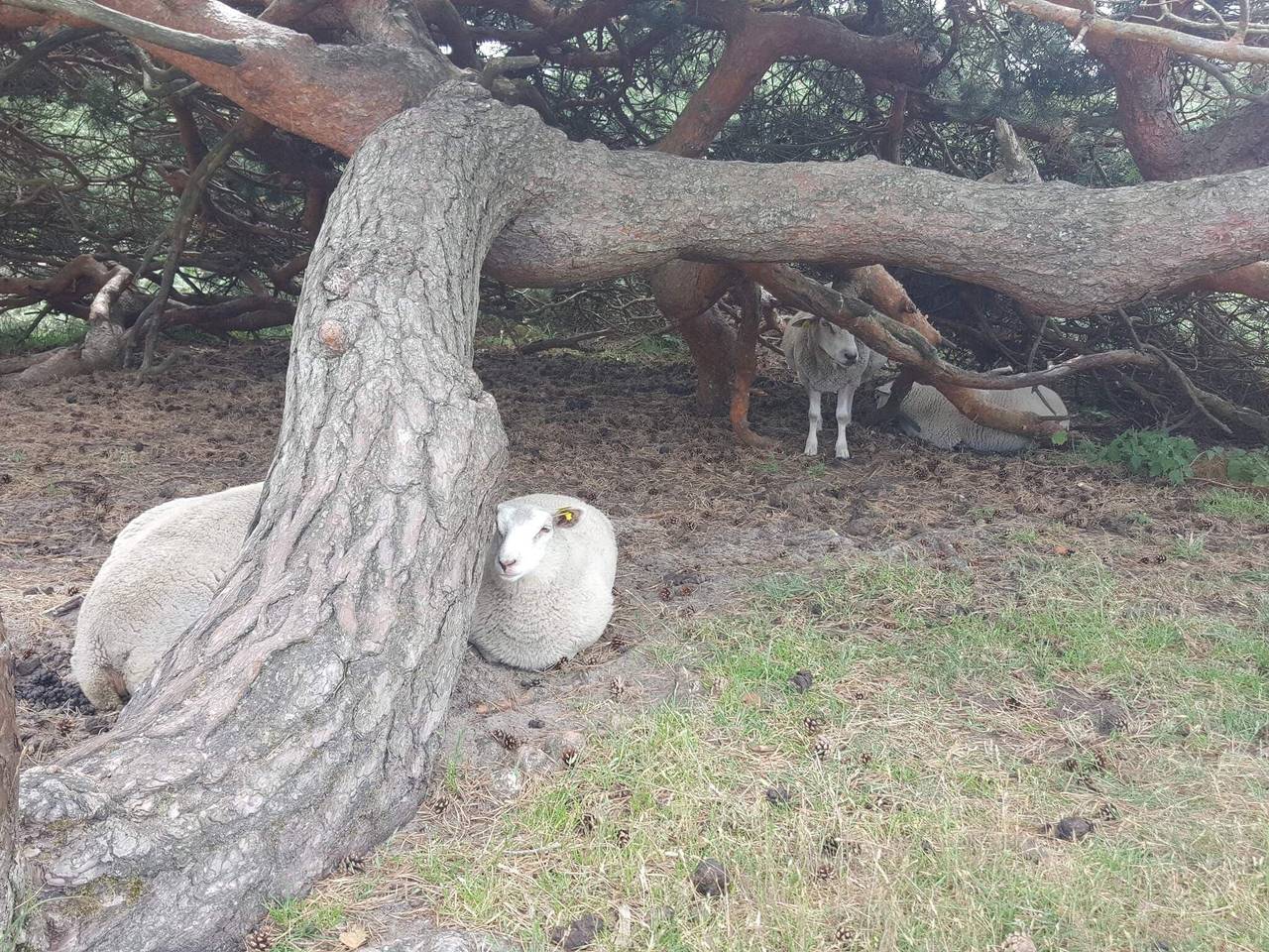 Ruhiger Ruckzugsort in Rageleje-By Traum in Vejby, Kattegat Küste