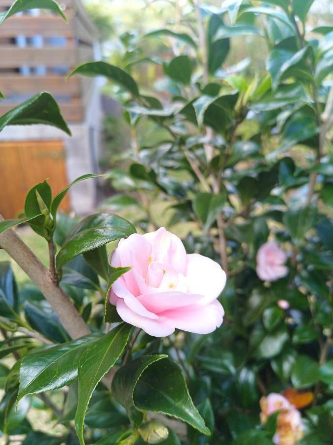 Gîte pour 5 personnes, avec terrasse ainsi que vue et jardin à La Plaine-des-Palmistes - 4